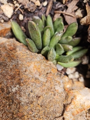 Adromischus umbraticola
