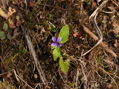 Viola inconspicua nagasakiensis
