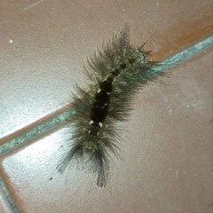 Dasychira chekiangensis