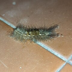 Dasychira chekiangensis