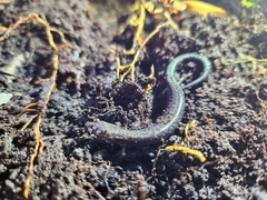 Plethodon richmondi