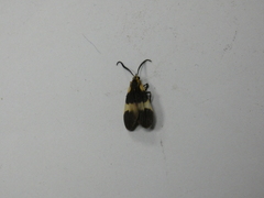 Correbidia assimilis