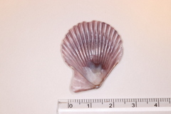 Mimachlamys crassicostata