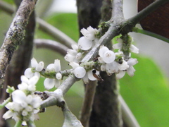 Chloranthales