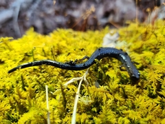 Plethodon richmondi