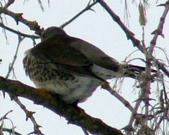 Turdus pilaris