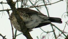 Turdus pilaris