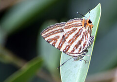 Cigaritis lohita