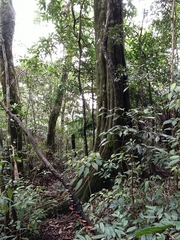 Castanopsis carlesii