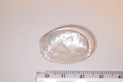 Haliotis diversicolor