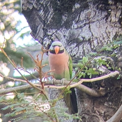 Psittacula alexandri