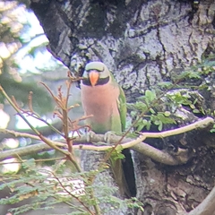 Psittacula alexandri