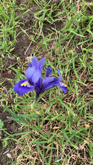 Iris reticulata