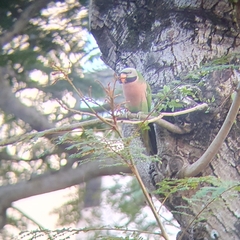 Psittacula alexandri