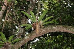 Asplenium australasicum