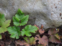 Eriocapitella vitifolia