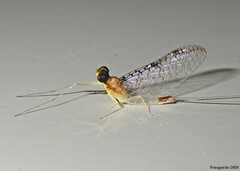 Leucrocuta maculipennis