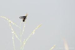 Psichotoe duvaucelii