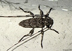 Acanthocinus obsoletus