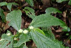 Elatostema reticulatum