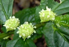 Elatostema reticulatum