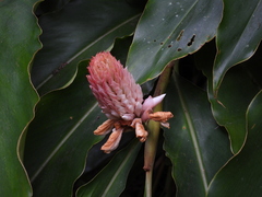 Alpinia sessiliflora