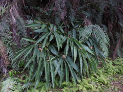 Alpinia sessiliflora