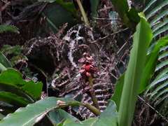 Alpinia sessiliflora