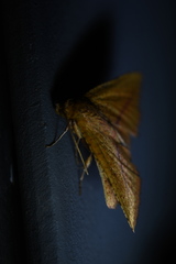 Striglina