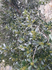 Buxus sempervirens