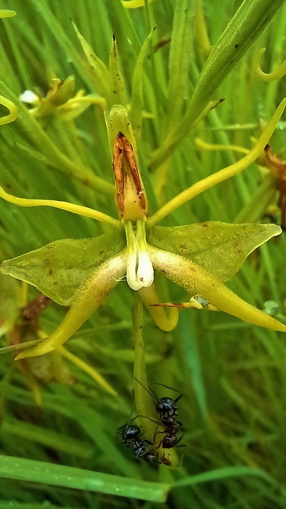 Habenaria rautaneniana