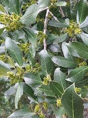 Buxus sempervirens