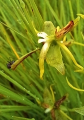 Habenaria rautaneniana image