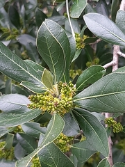 Buxus sempervirens