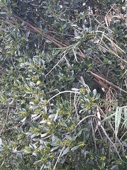 Buxus sempervirens