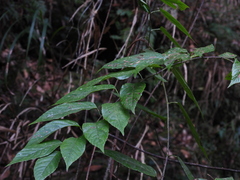 Rubus pyrifolius