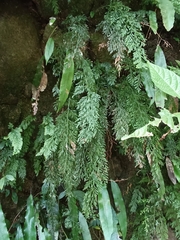 Vandenboschia maxima