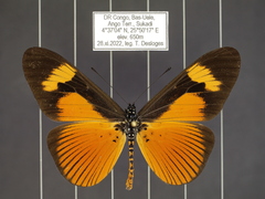 Acraea tellus tellus