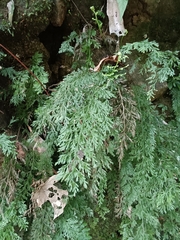 Vandenboschia maxima