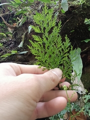 Vandenboschia maxima