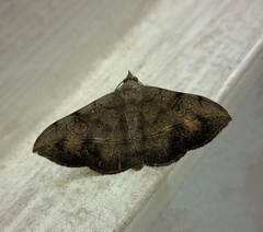 Anticarsia irrorata