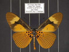 Acraea tellus tellus