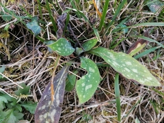 Pulmonaria