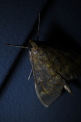 Ostrinia