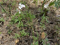 Cardamine trifida