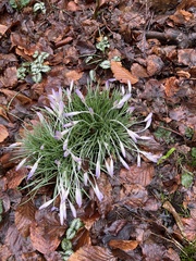 Crocus tommasinianus