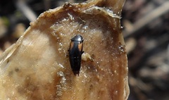 Tachinus subterraneus