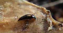 Tachinus subterraneus