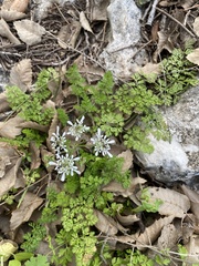 Scandix pecten-veneris