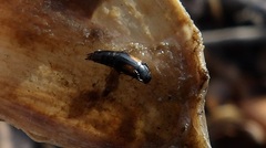 Tachinus subterraneus
